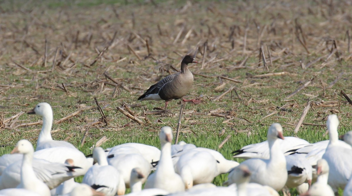 Pink-footed Goose - ML543051831