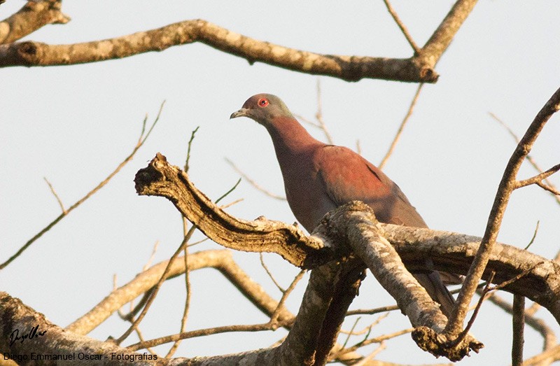 Pale-vented Pigeon - Diego Oscar / Sandpiper Birding & Tours