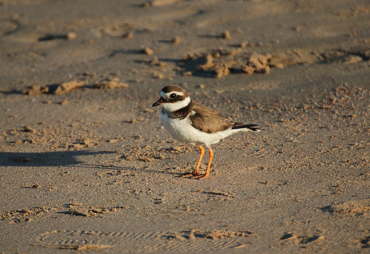 Common Ringed Plover - Jakub Nikiel