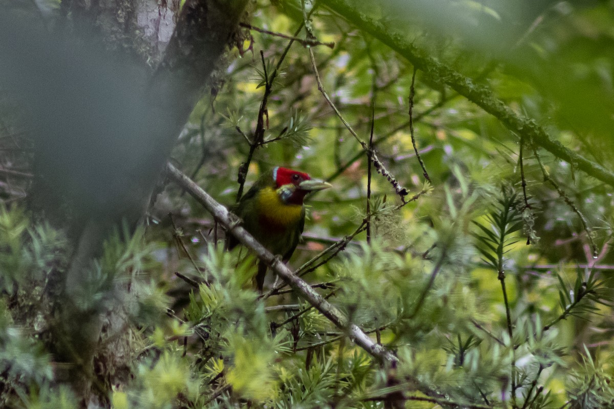 Versicolored Barbet - ML543055181