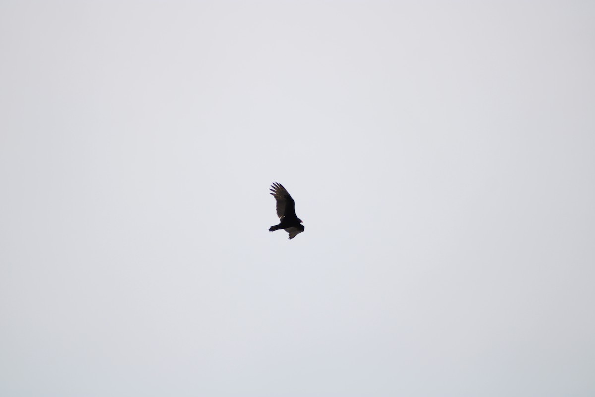 Turkey Vulture - ML543055941