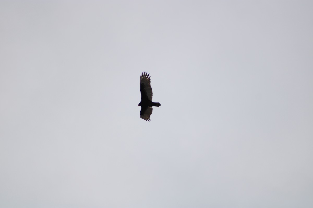 Turkey Vulture - ML543055951