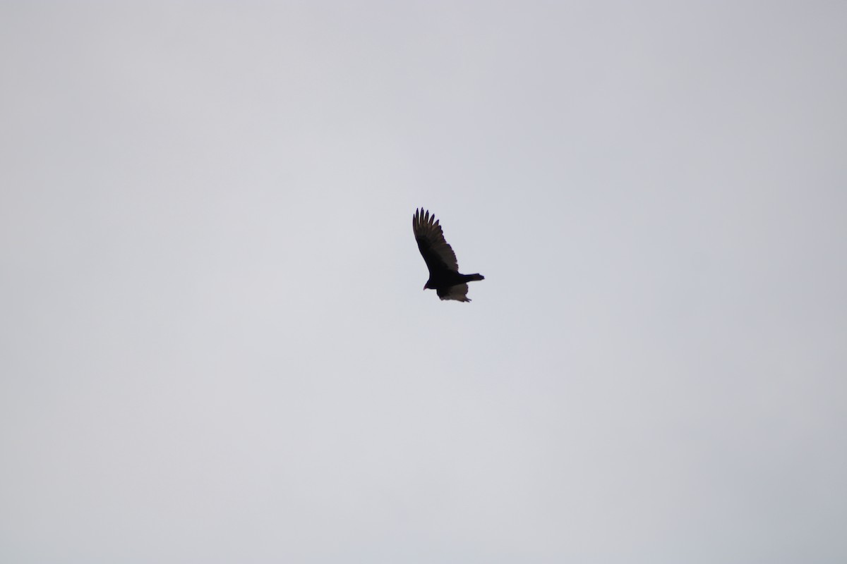 Turkey Vulture - ML543055961