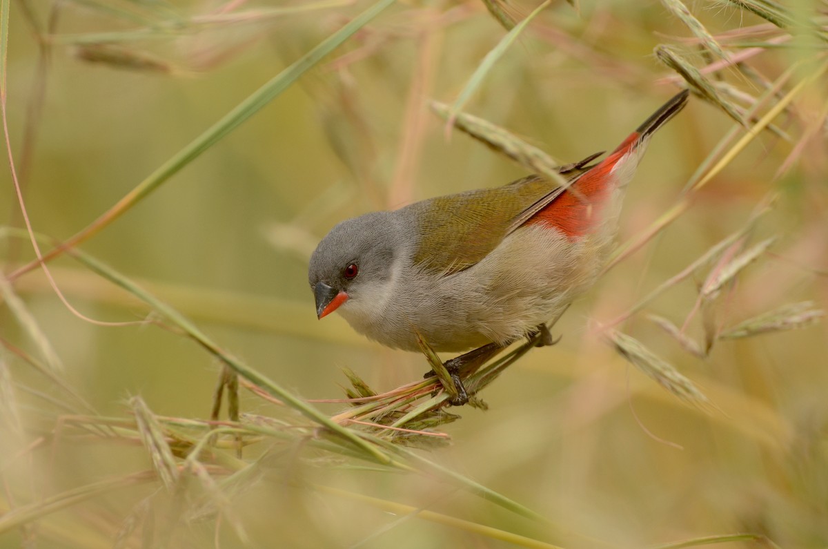 Swee Waxbill - ML543056091