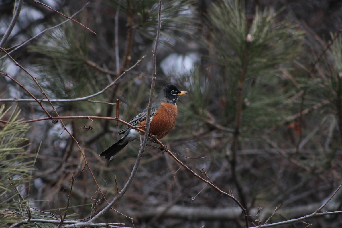 American Robin - ML543056121