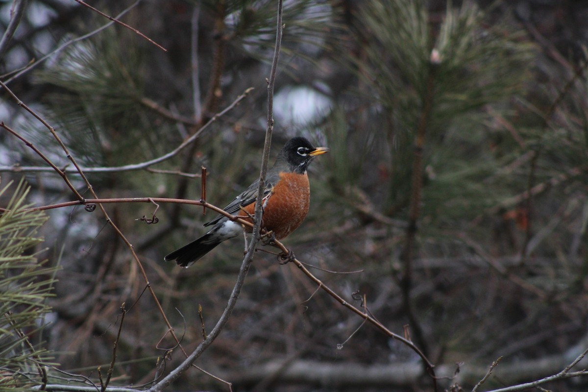 American Robin - ML543056131