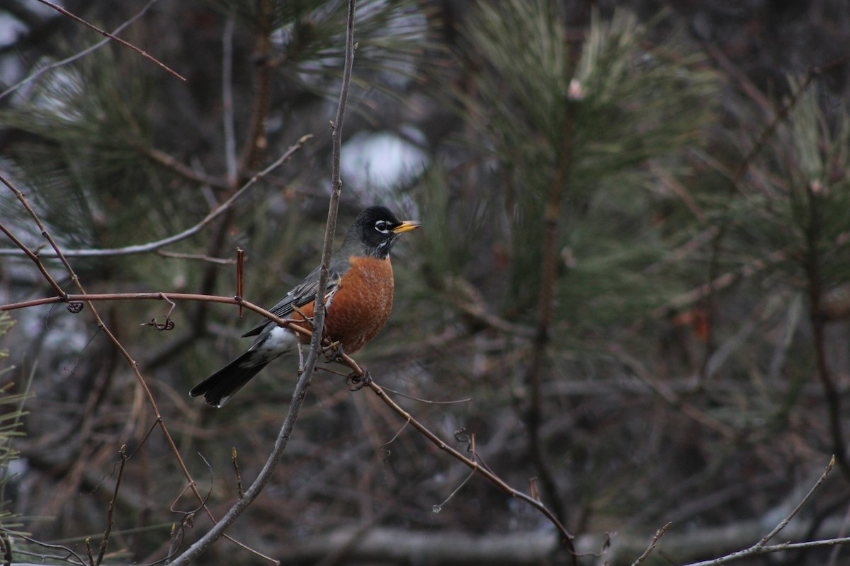 American Robin - ML543056141