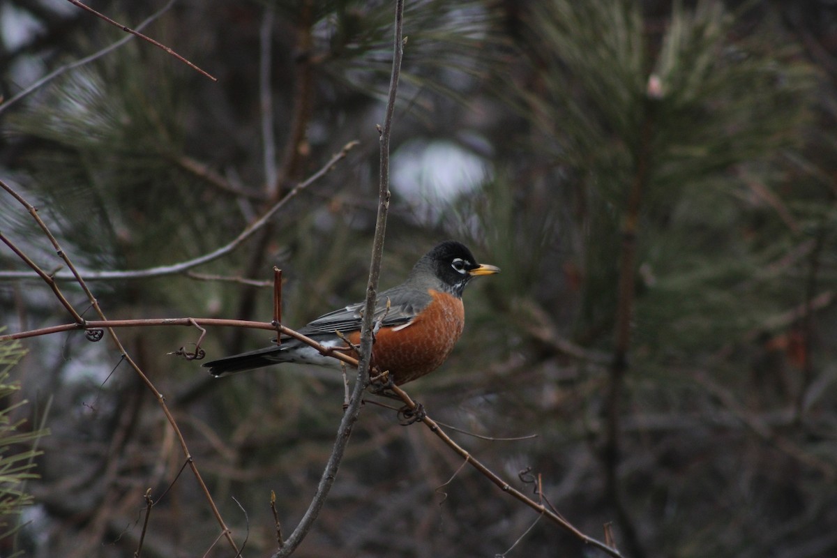 American Robin - ML543056151