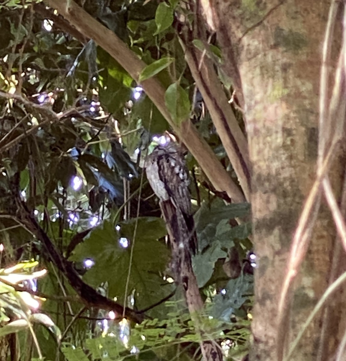 Northern Potoo - ML543057951