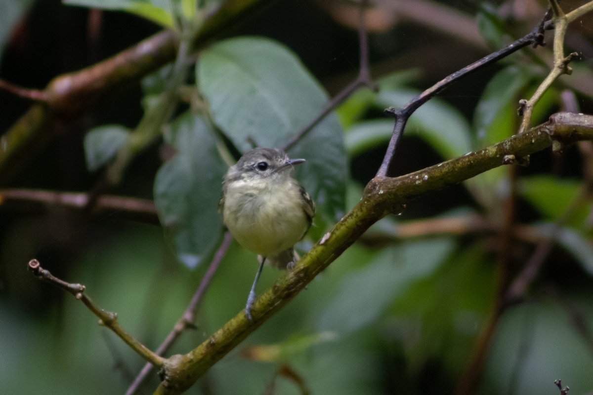 Sclater's Tyrannulet - ML543058951