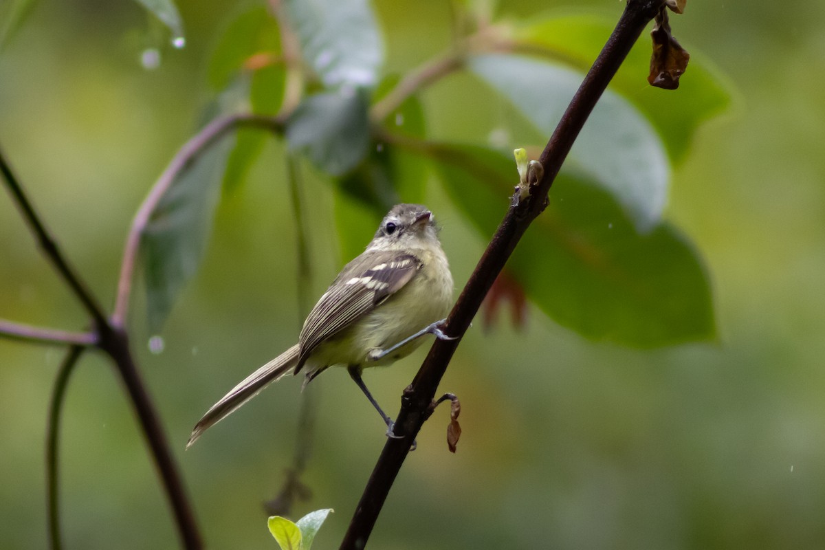 Sclater's Tyrannulet - ML543058971