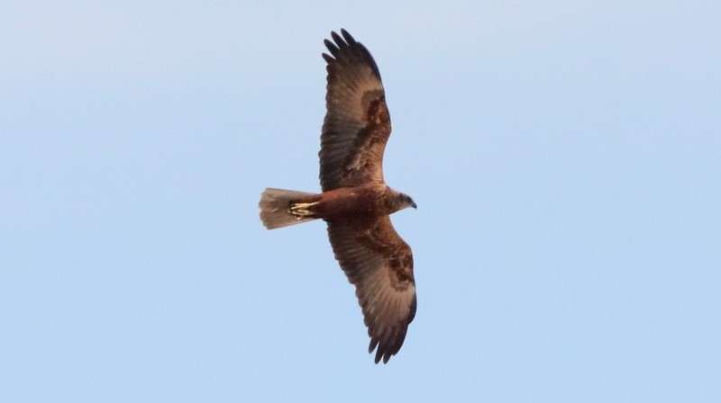 Western Marsh Harrier - ML543059051