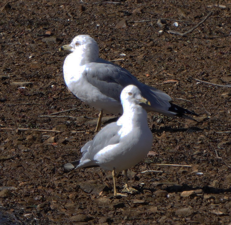 Ring-billed Gull - ML543059201