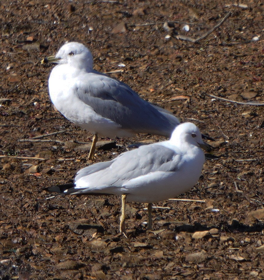 Ring-billed Gull - ML543059221