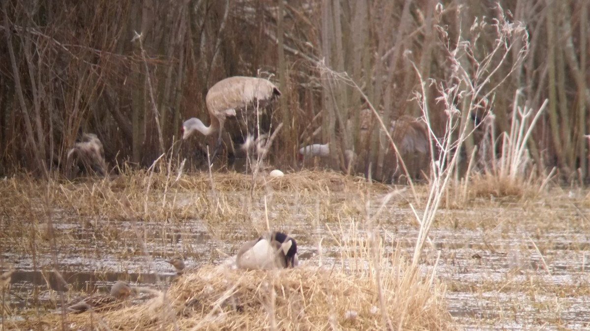 Sandhill Crane - ML54305931