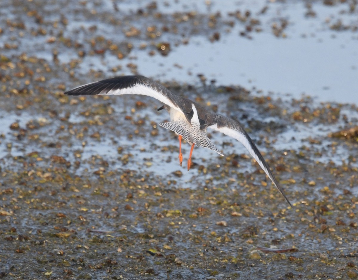 Common Redshank - ML543060921