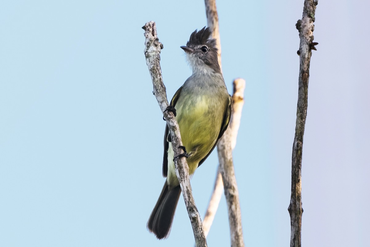 Yellow-bellied Elaenia - ML543061351