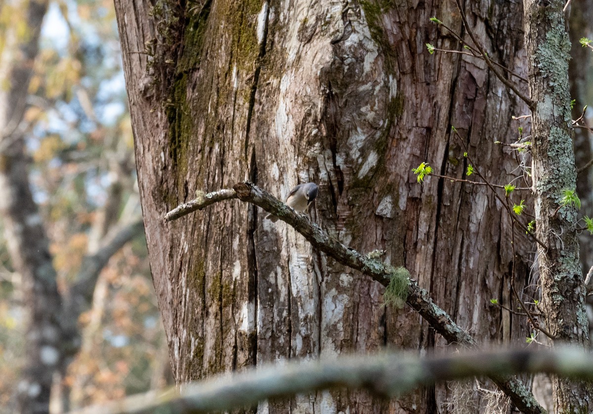 Tufted Titmouse - ML543061961