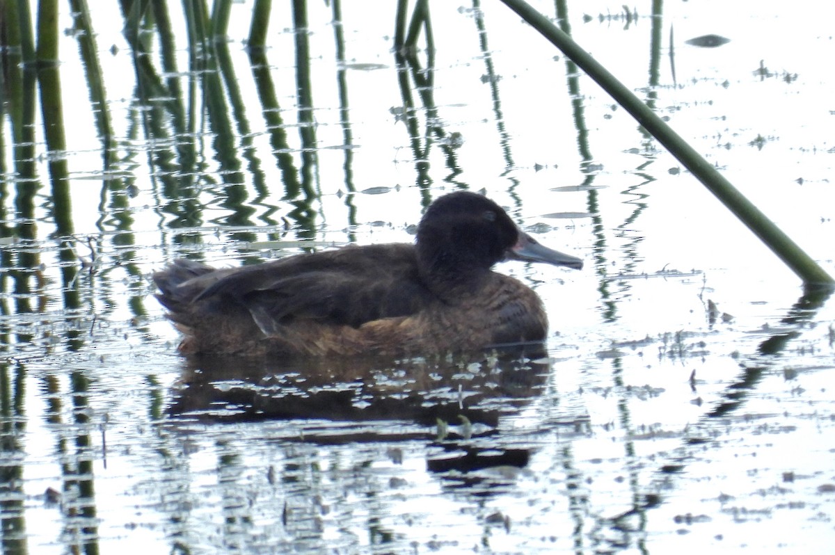 Black-headed Duck - ML543062771