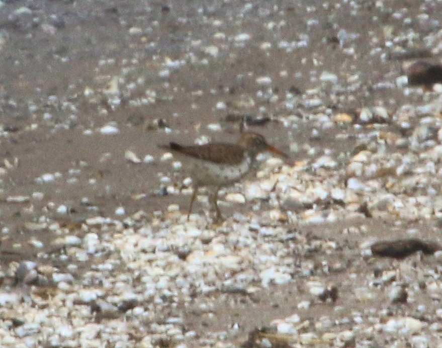 Spotted Sandpiper - ML543063461