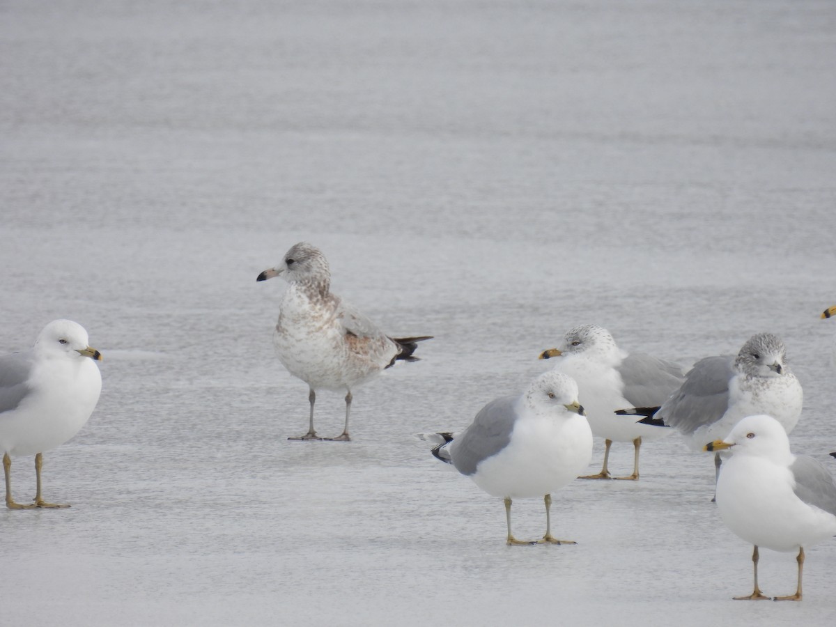 Ring-billed Gull - ML543063661