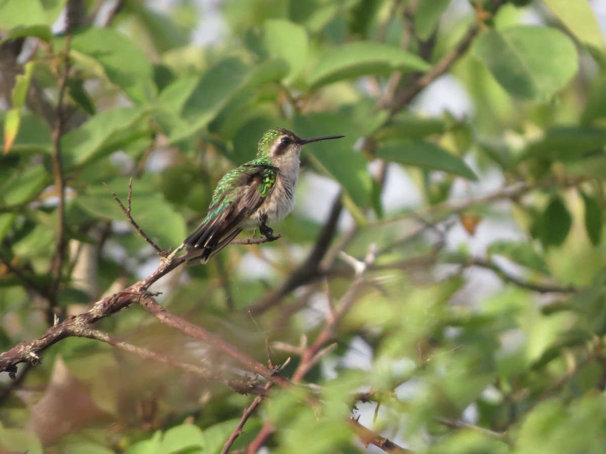 Red-billed Emerald - ML543064111