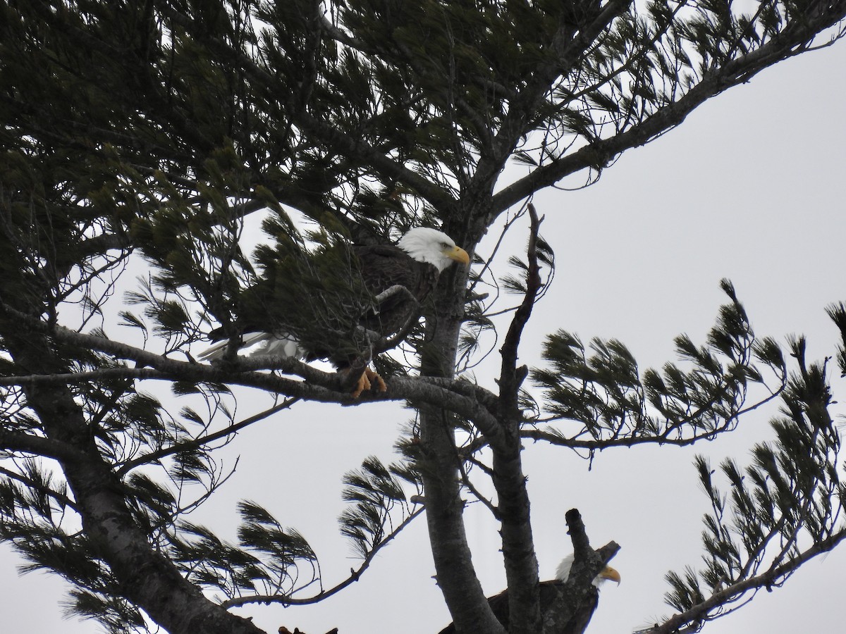 Bald Eagle - Trish Berube