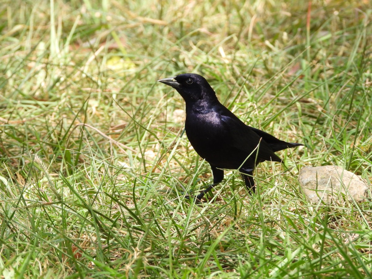 Shiny Cowbird - ML543064451