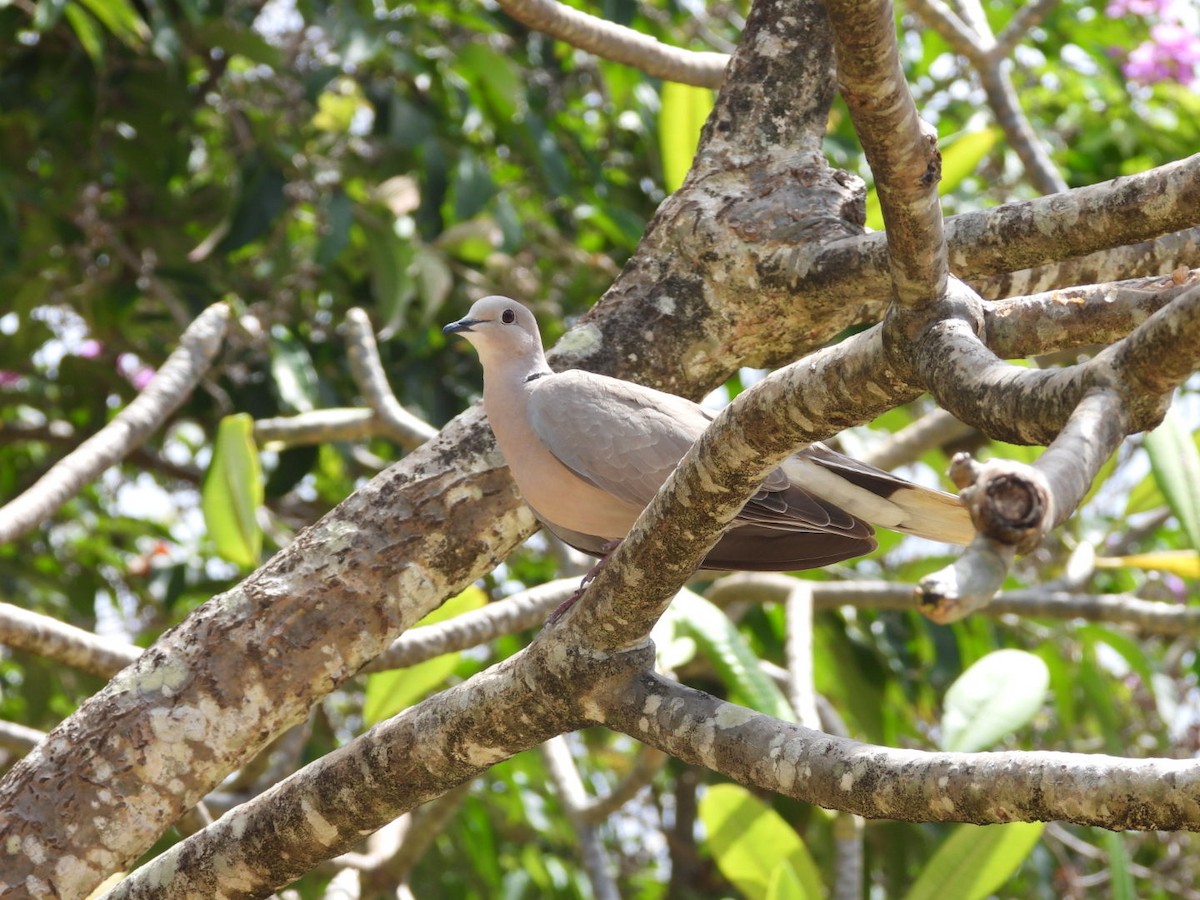 Eurasian Collared-Dove - ML543064641