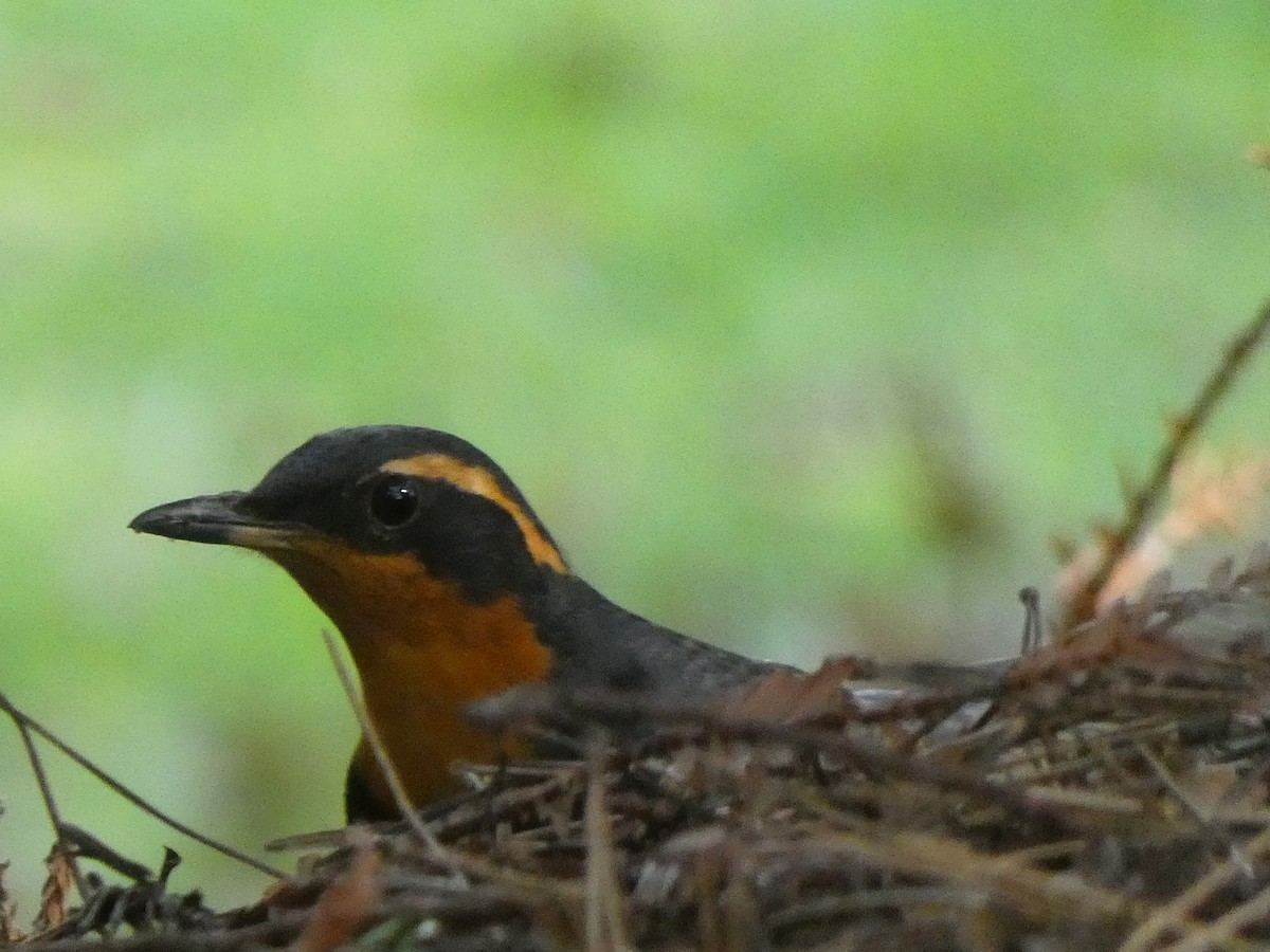 Varied Thrush - ML543064741