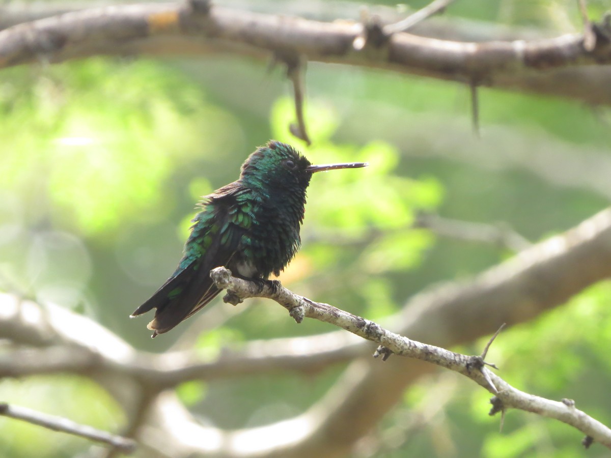 Red-billed Emerald - ML543066201