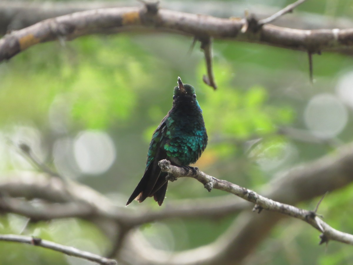 Red-billed Emerald - ML543066231