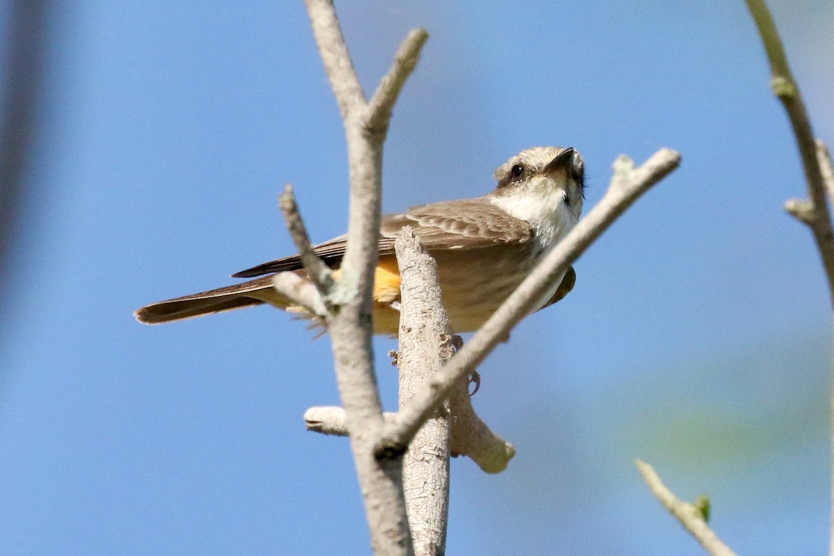 Vermilion Flycatcher - Elliott Ginger