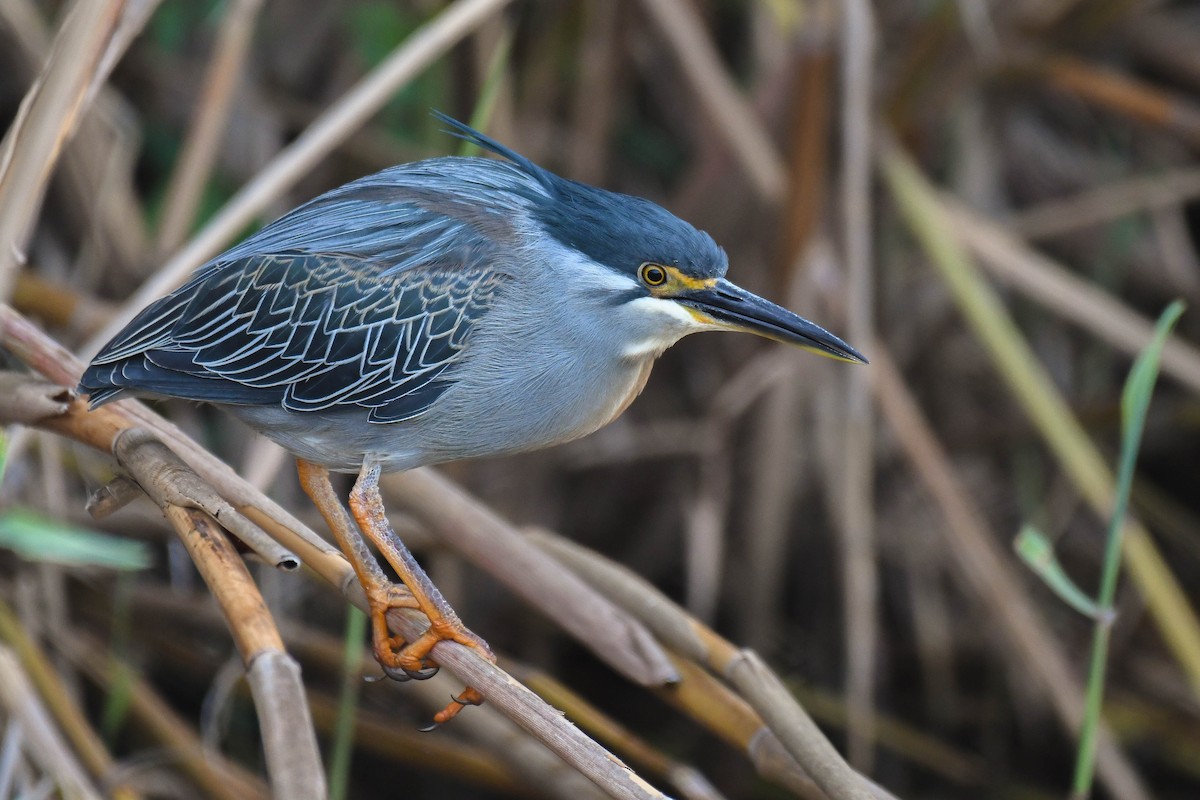 Little Heron - Itamar Donitza