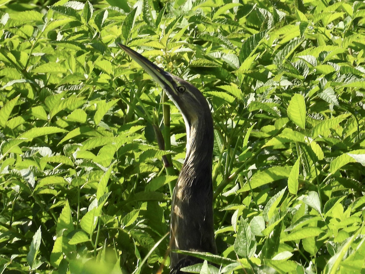 American Bittern - ML543068201