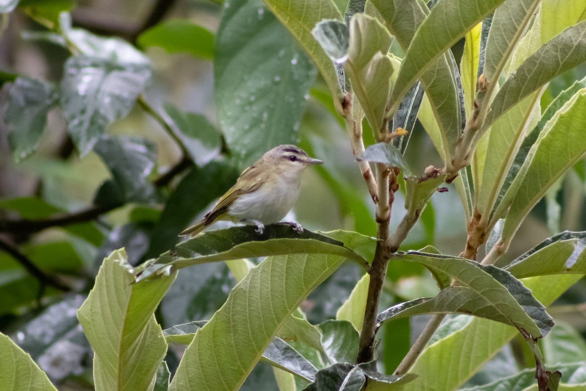 Chivi Vireo - ML543070631