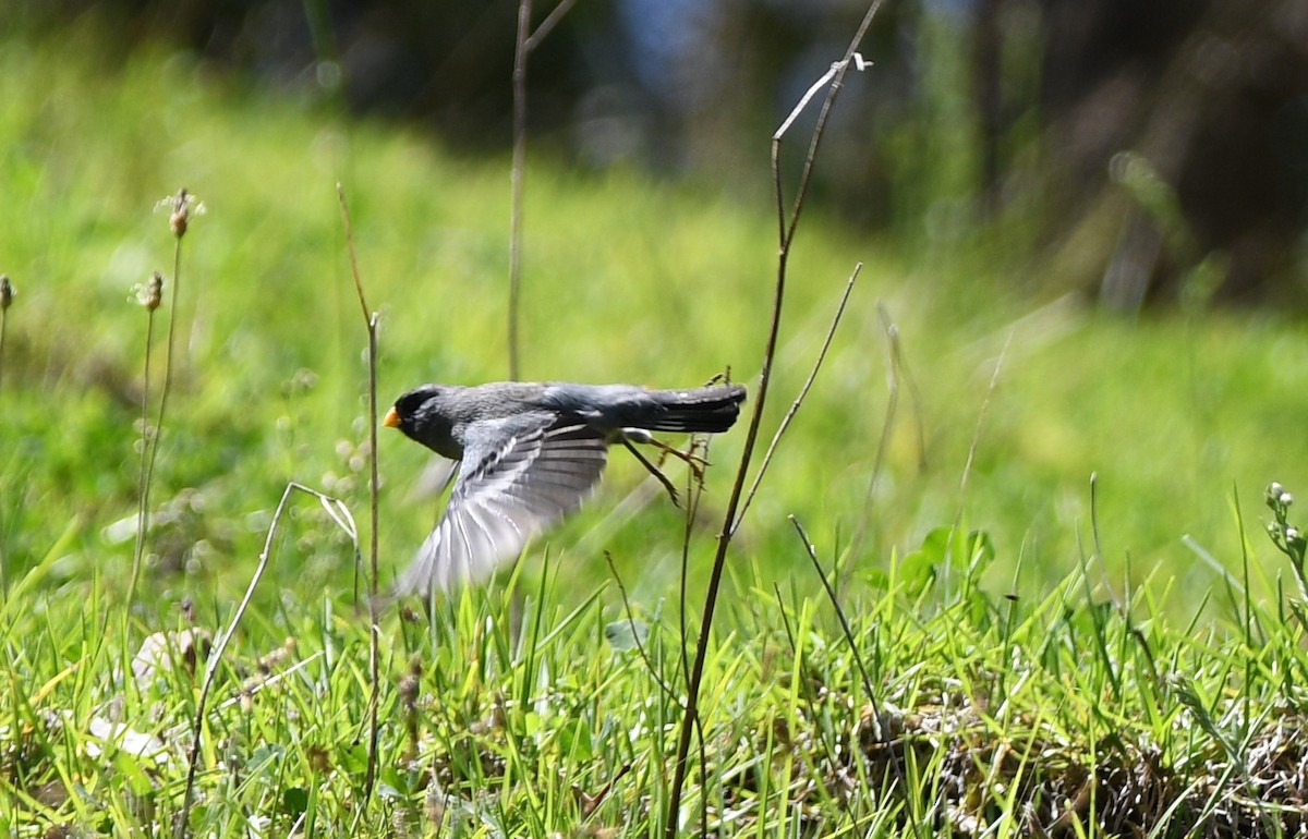 Band-tailed Seedeater - ML543072061