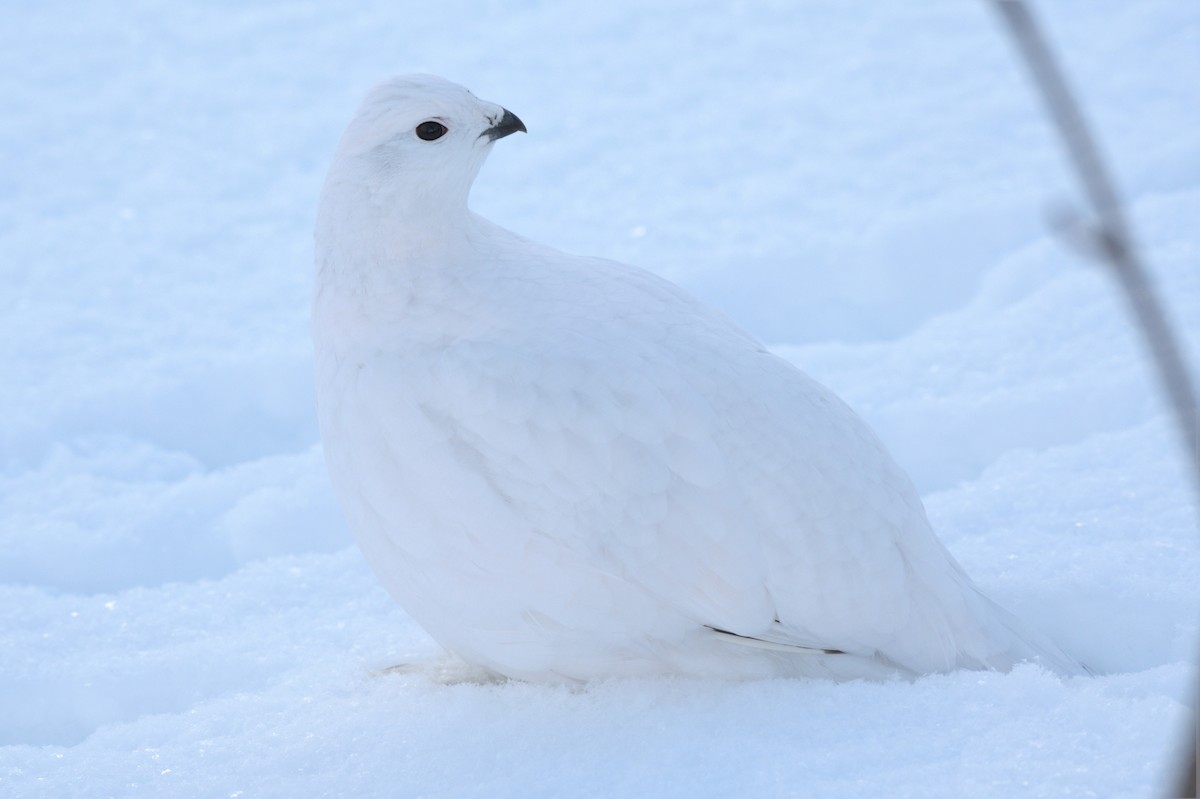 Willow Ptarmigan (Willow) - Timothy Piranian