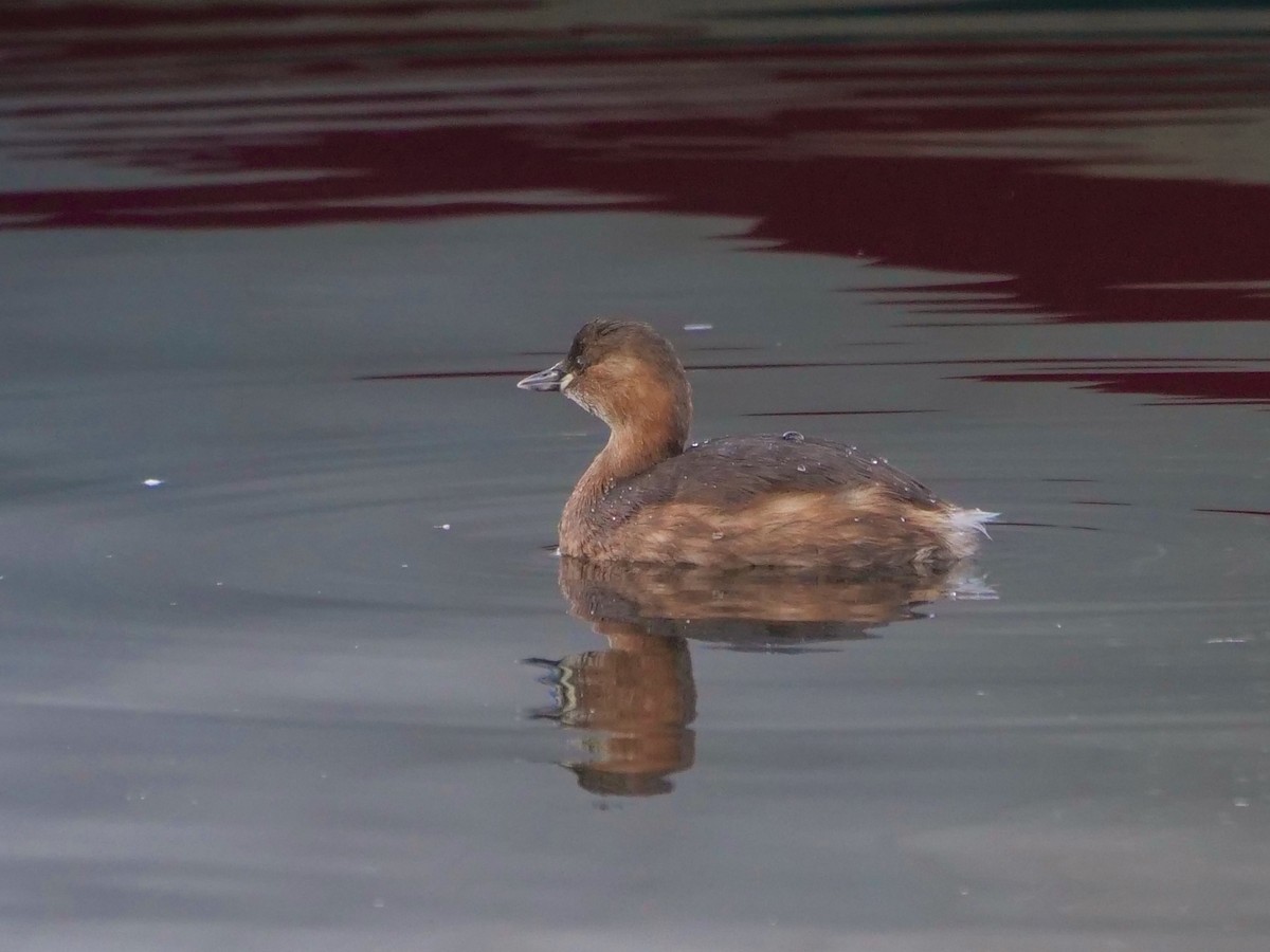 Little Grebe - ML543074111