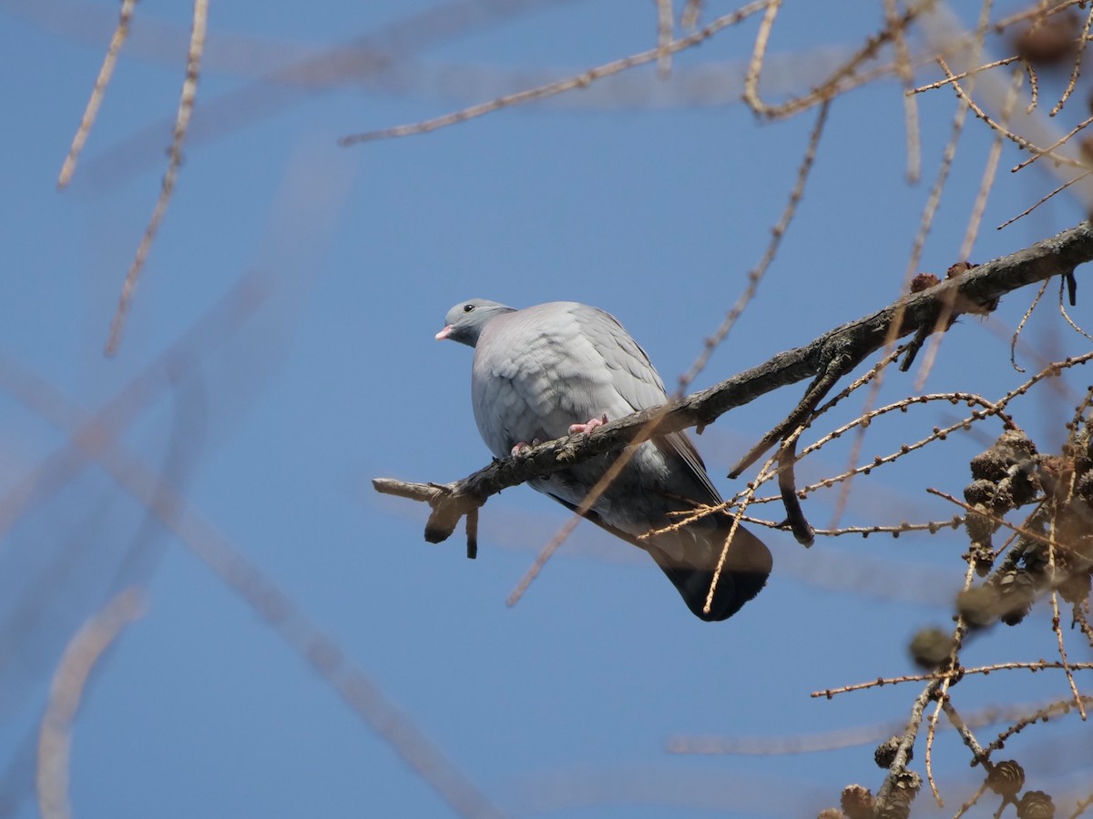 Stock Dove - ML543074251