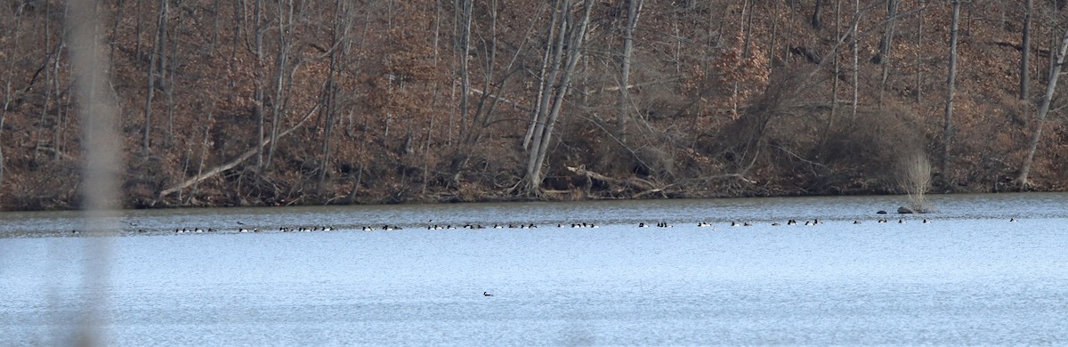 Ring-necked Duck - ML543074441