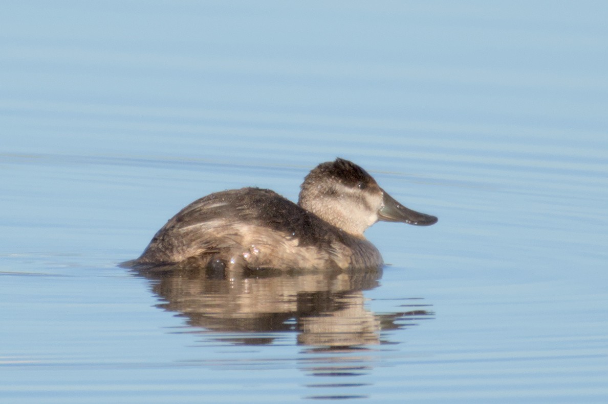 Ruddy Duck - ML543074551