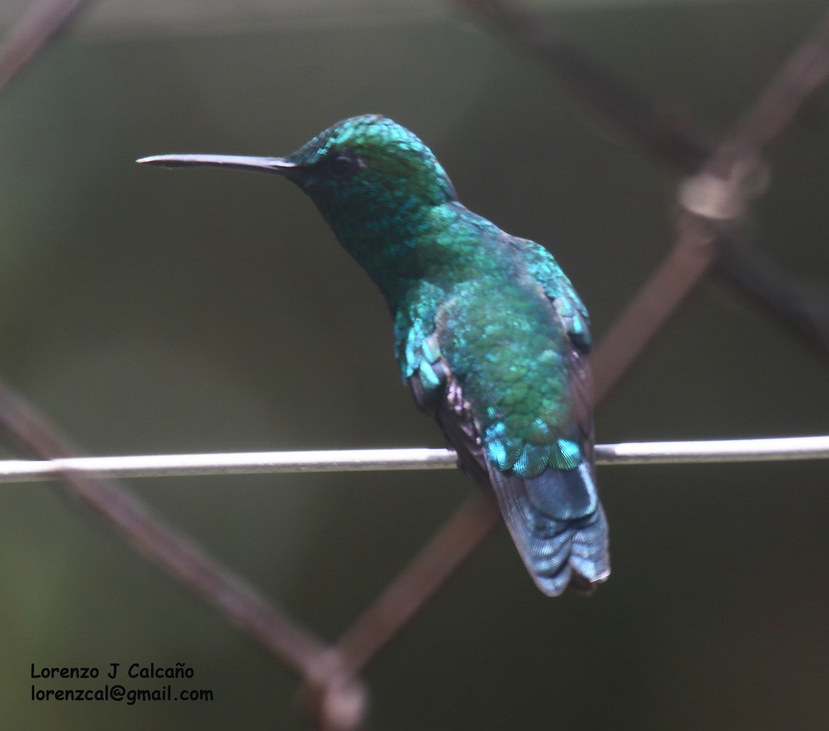 Blue-tailed Emerald - ML543075481