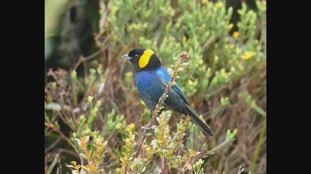 Yellow-scarfed Tanager - ML543075911