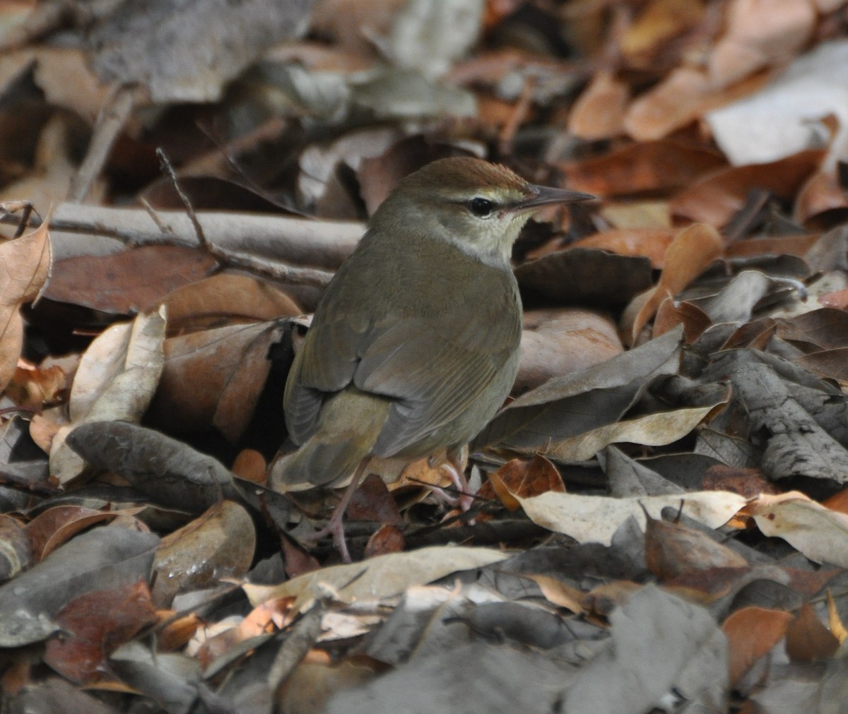 Swainson's Warbler - Tim Healy