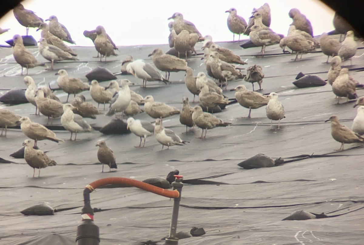 Herring x Glaucous-winged Gull (hybrid) - ML543077651