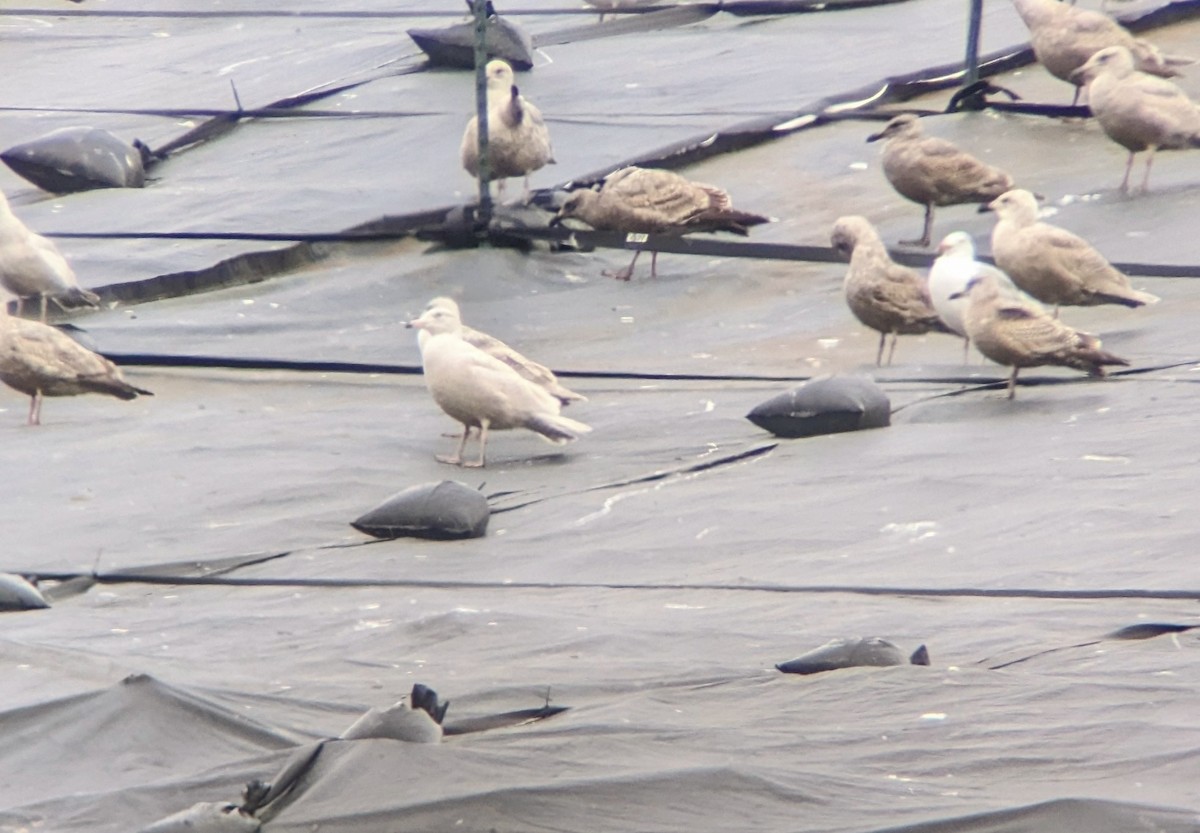 Glaucous Gull - ML543077681