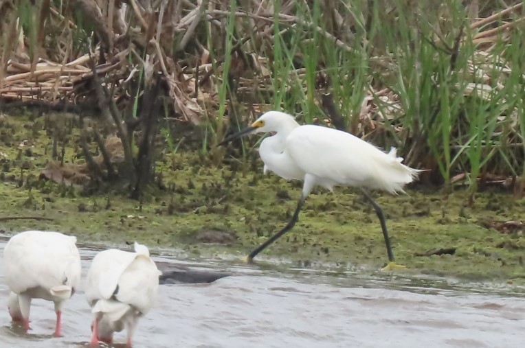 Snowy Egret - ML543077961