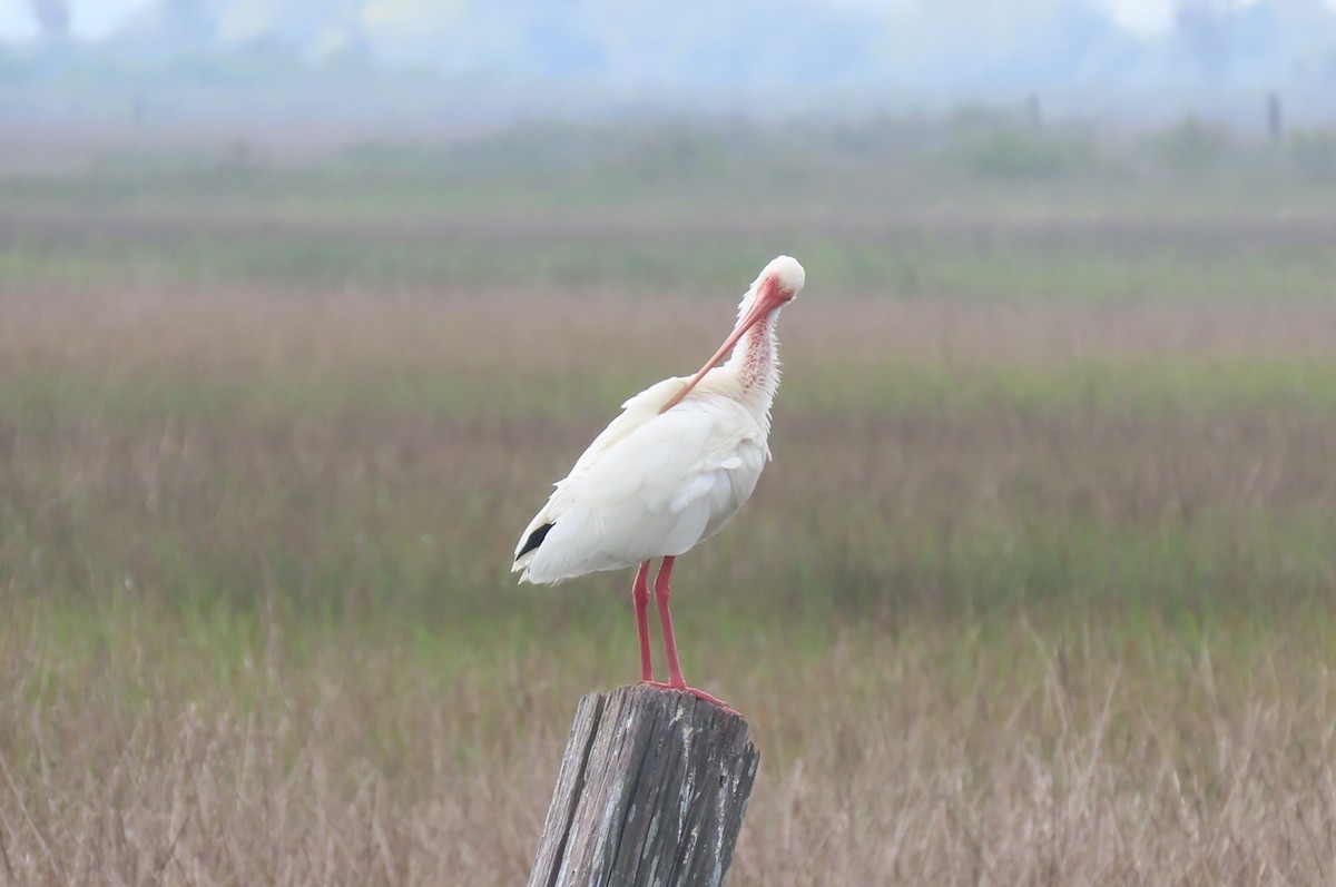 White Ibis - ML543077991