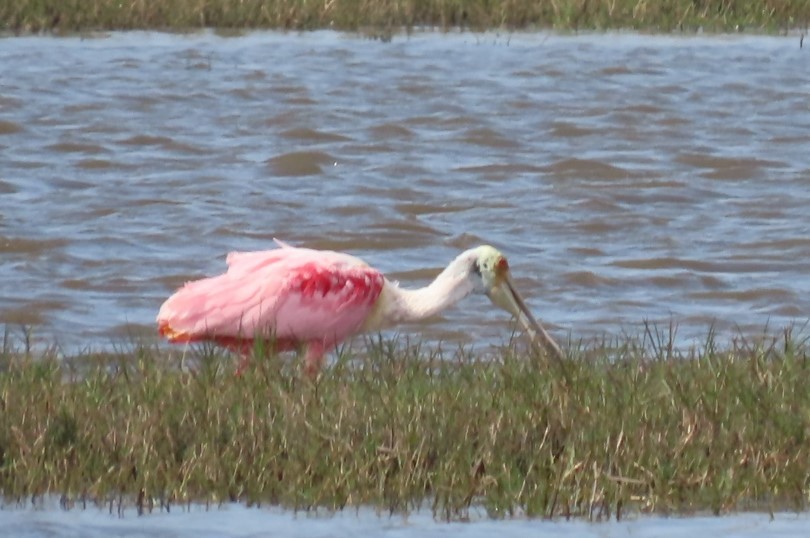 Roseate Spoonbill - ML543078701
